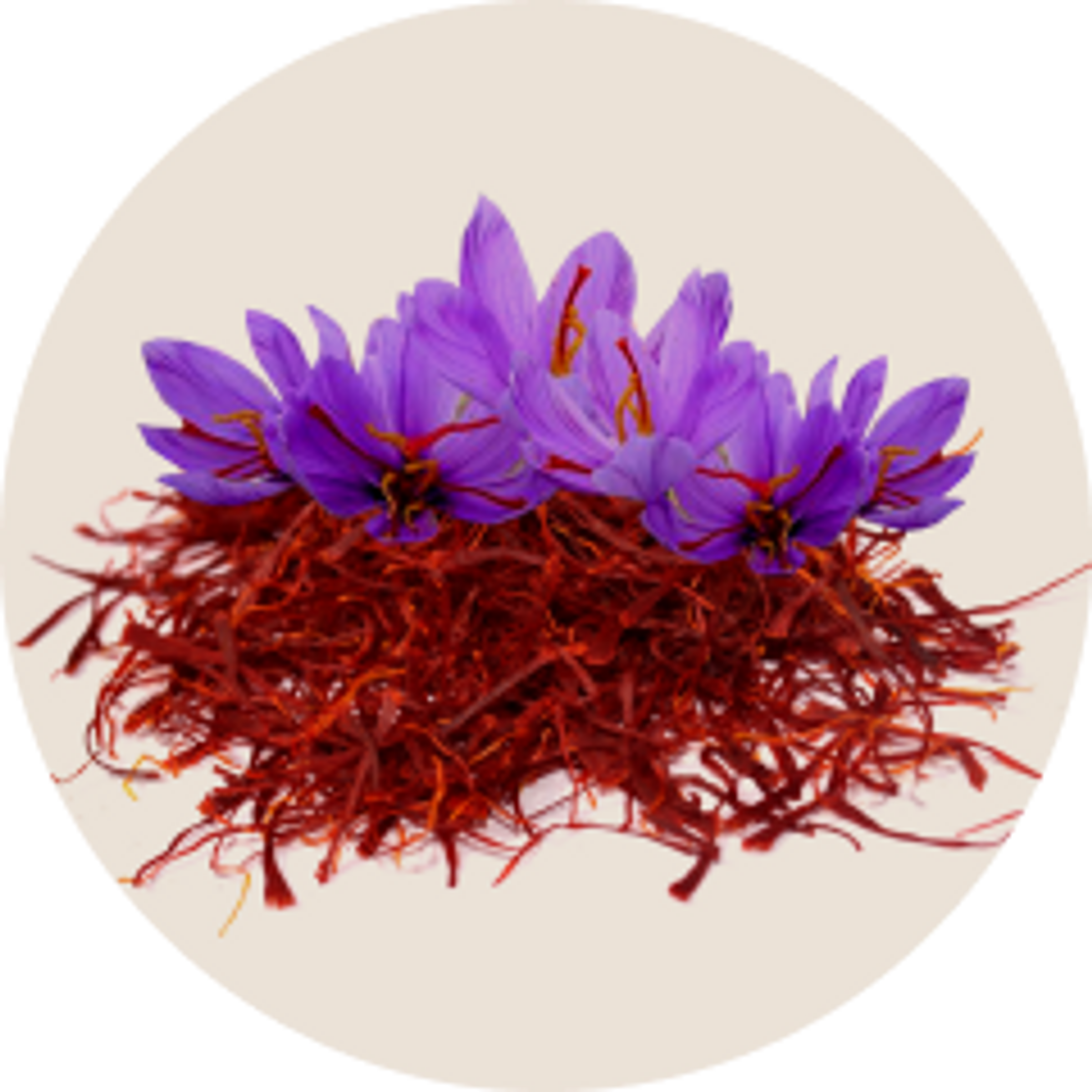 Зафарон. Шафран краситель. Шафран PNG. Веточка шафрана. Шафран высший сорт