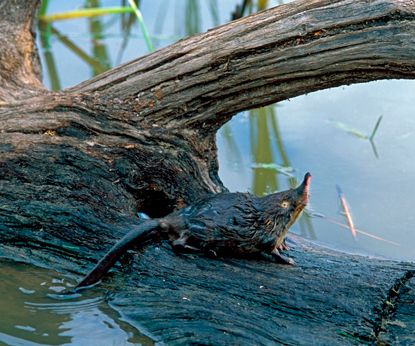 Беларусь еліндегі су тышқан мен Қазақстандағы ақбас тырнаны сақтайық: Siberian Wellness және "Табиғат және адамдар" қоры ынтымақтастықты кеңейтуде