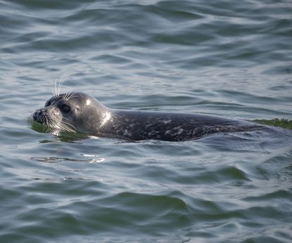 Сохраним каспийского тюленя в Казахстане: Siberian Wellness поддержала новый международный проект